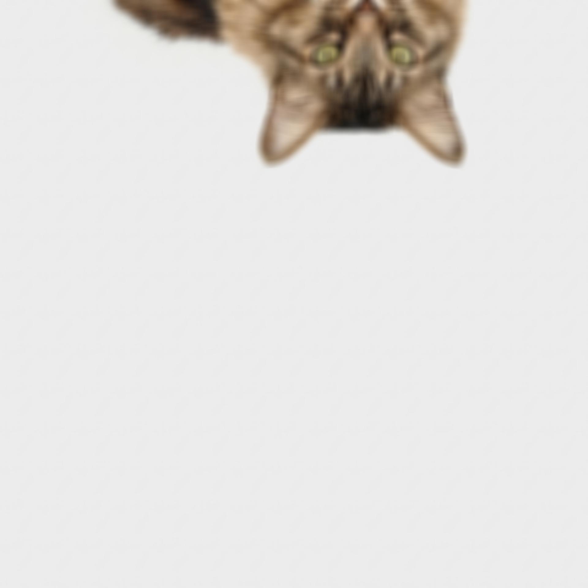 cat blurred upside down