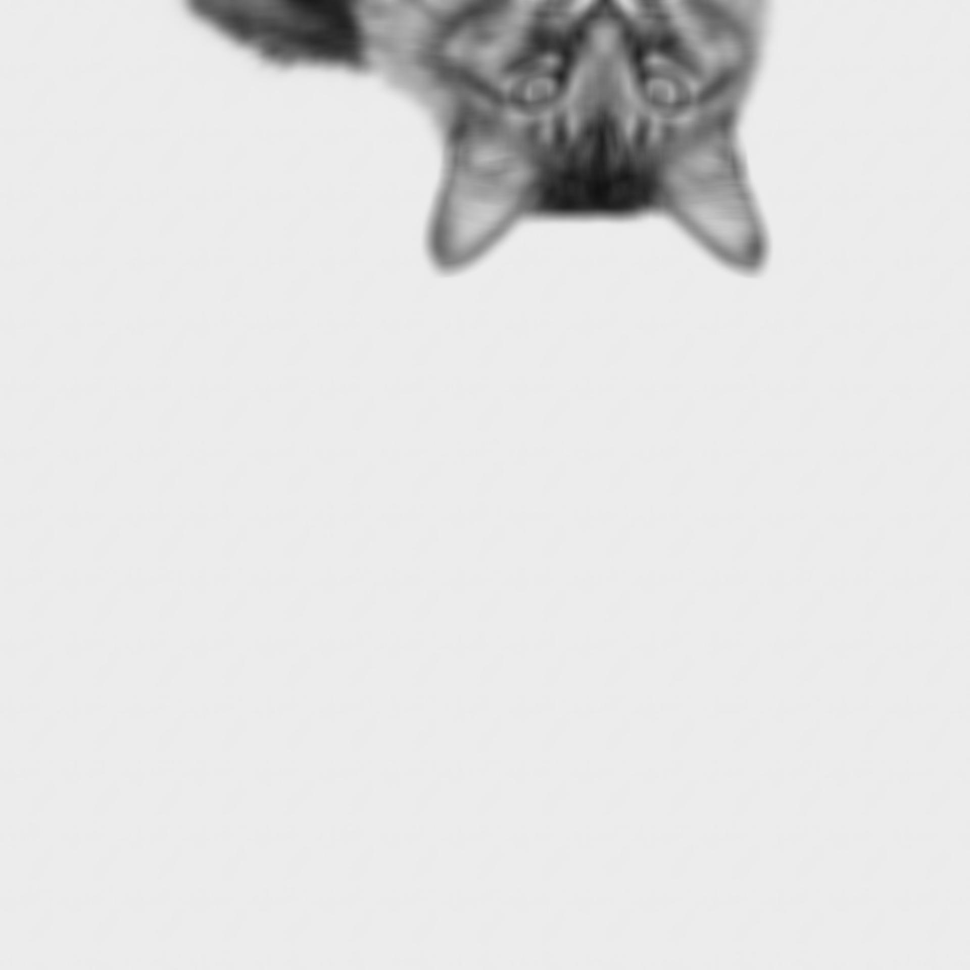 blurred black and white cat upside down